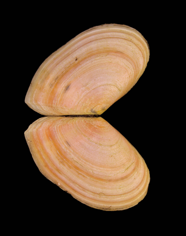 Bosemprella incarnata (Linnaeus, 1758), France