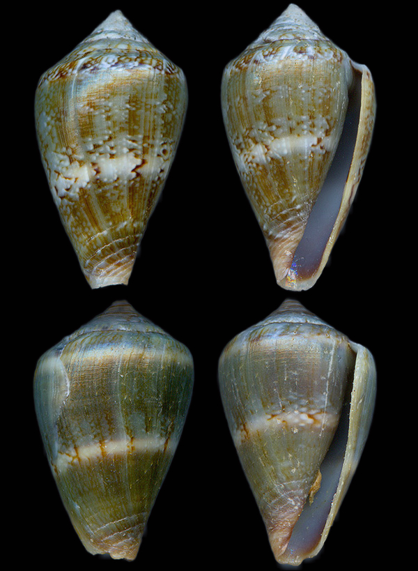 Conus infinitus
