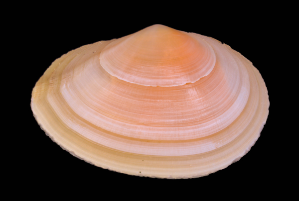 Peronaea planata (Linnaeus, 1758), Djerba, Tunisia