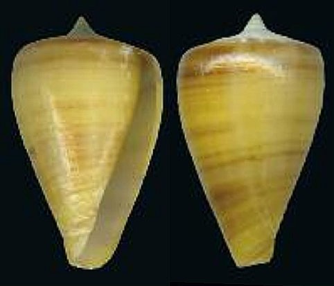 Conus perrineae