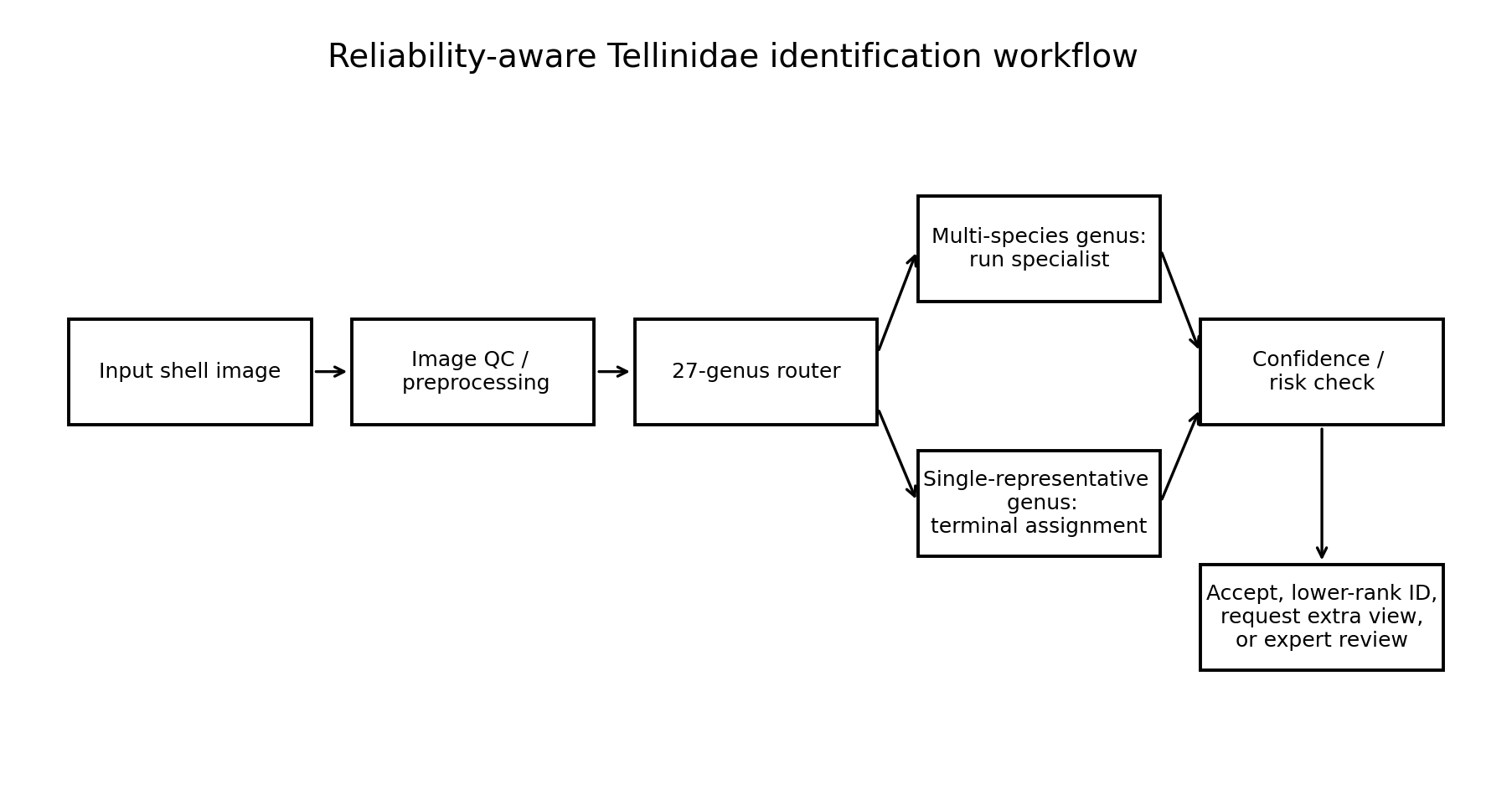 Reliability-aware Tellinidae identification workflow.